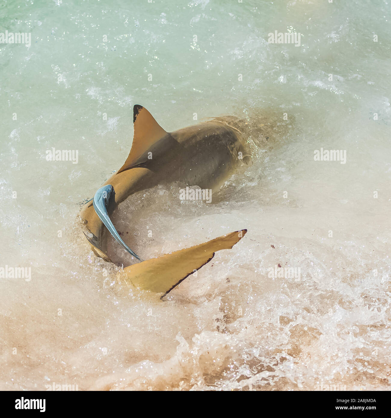 Blacktip reef sharks, two sharks with a remora fish on its back on the shore of a pink sand beach in French Polynesia Stock Photo