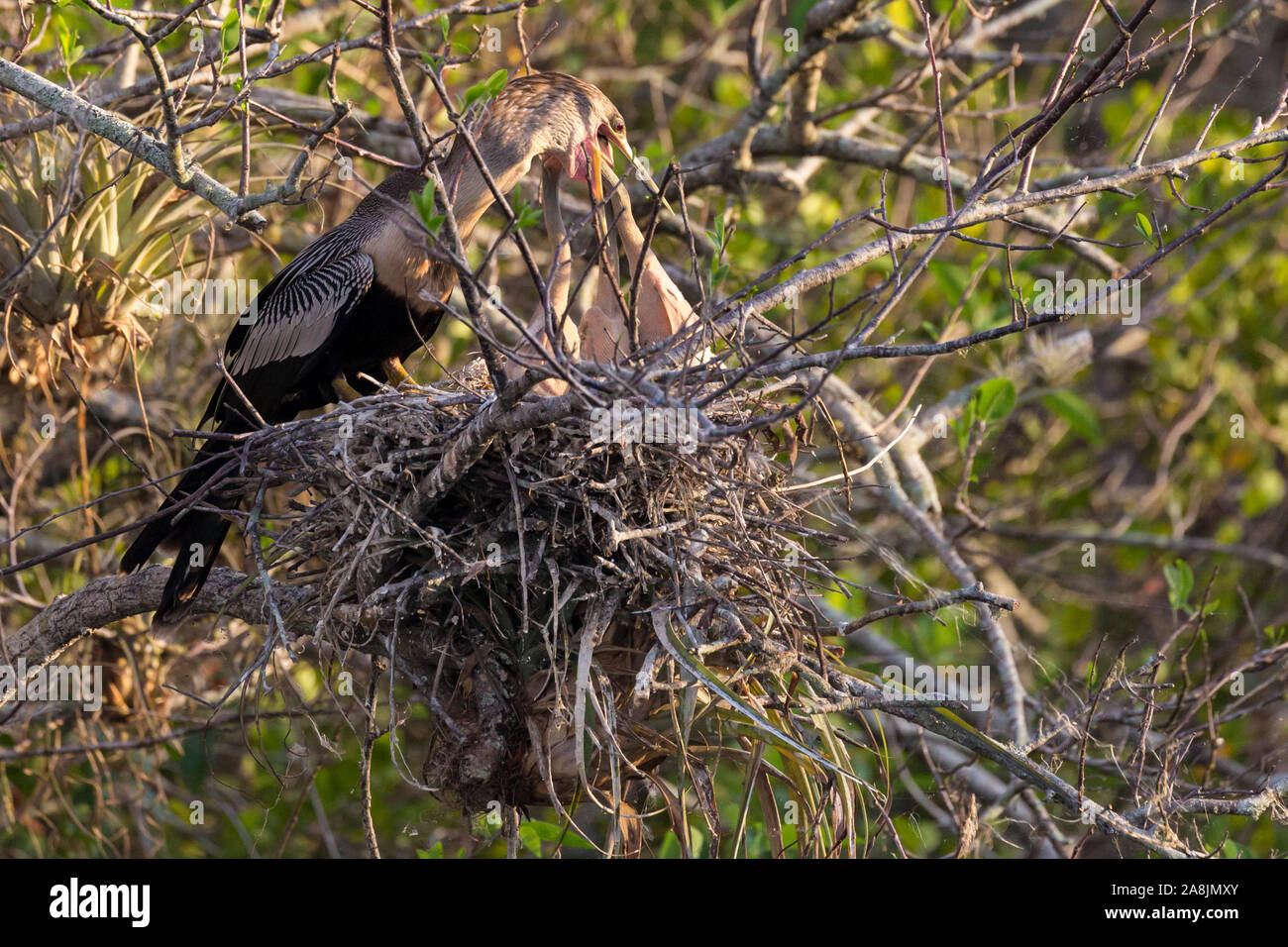 A wild anhinga feeding its babies in the nest along the Anhinga Trail ...