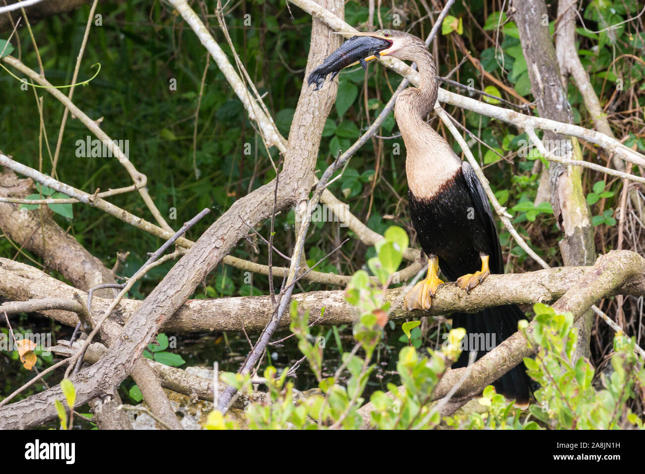 A wild anhinga eating a freshly caught armored catfish in Everglades National Park (Florida). Stock Photo