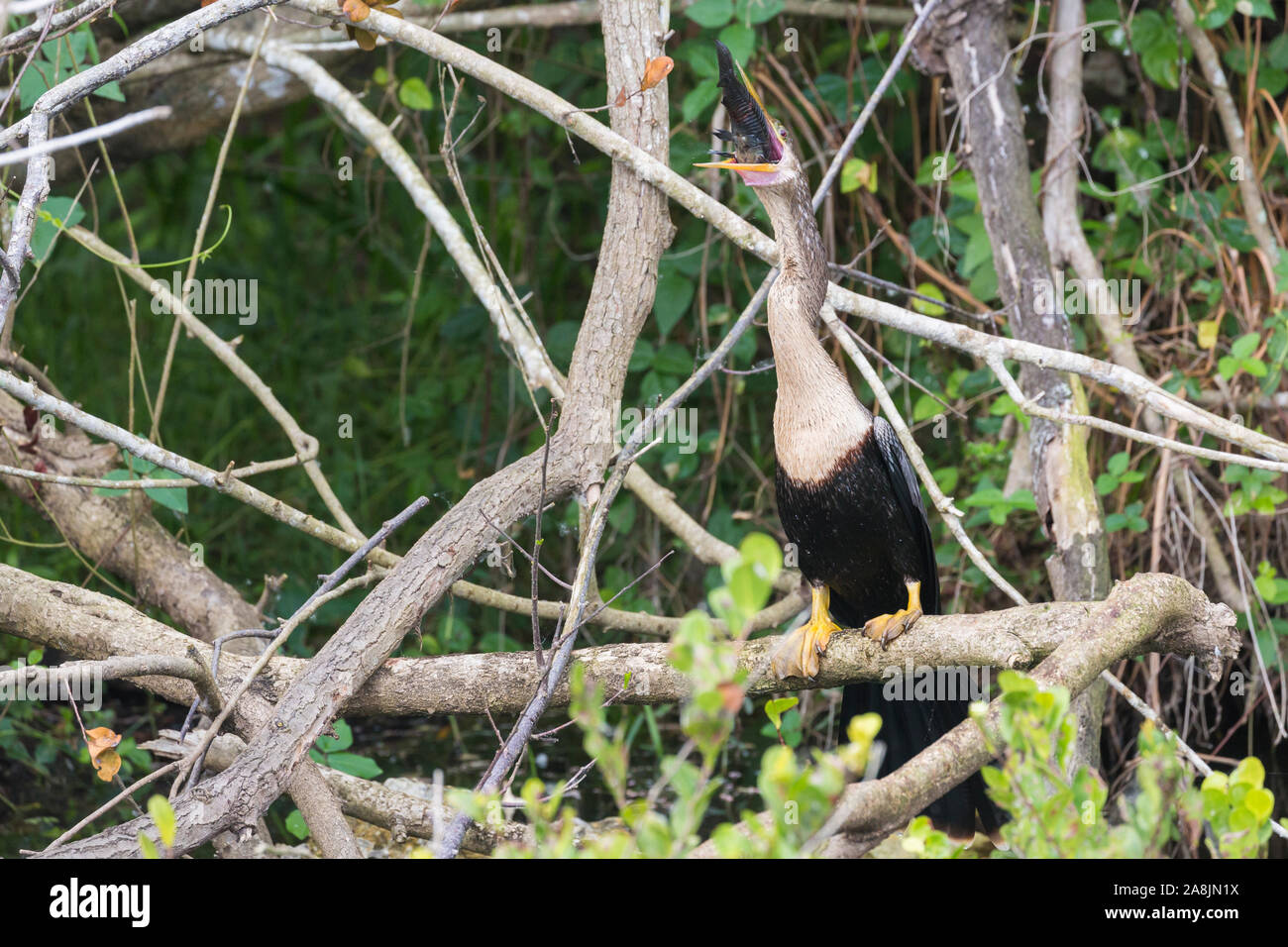 A wild anhinga eating a freshly caught armored catfish in Everglades National Park (Florida). Stock Photo