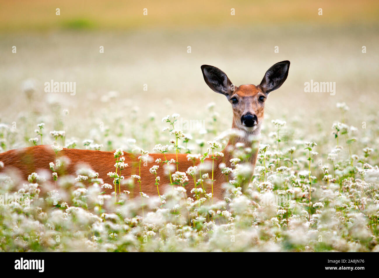 Big nose deer hires stock photography and images Alamy