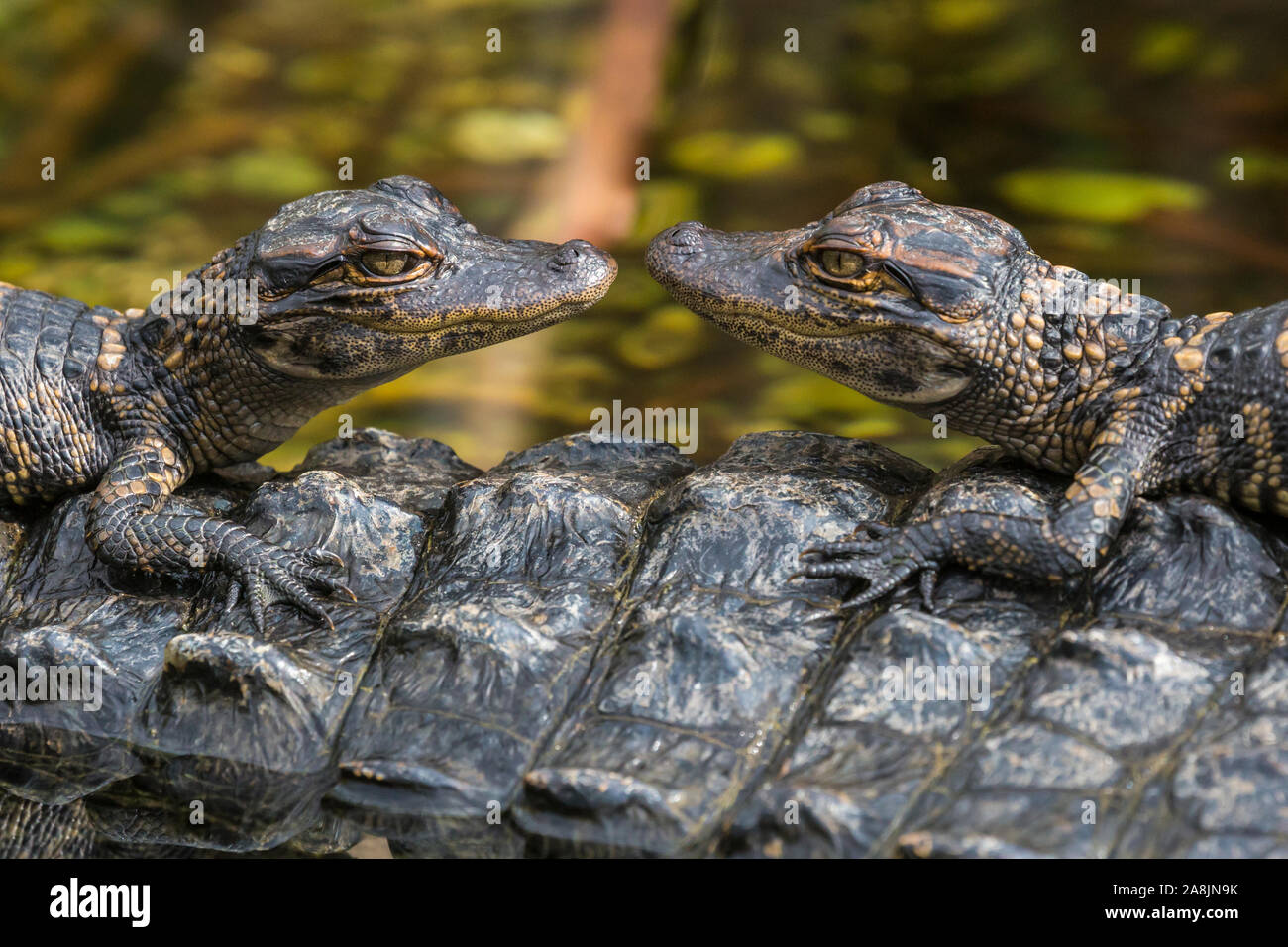 Wild baby alligators staying warm in the sun in Everglades National