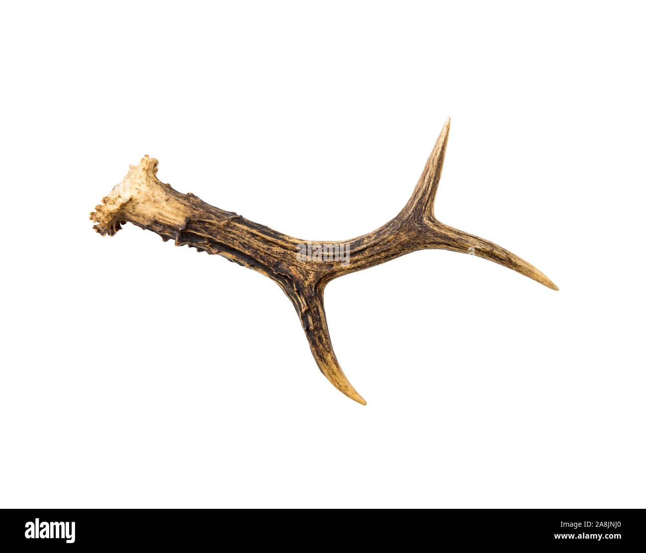One European roe deer (chevreuil) antler found in forest, isolated on white background. A bit weathered. Stock Photo