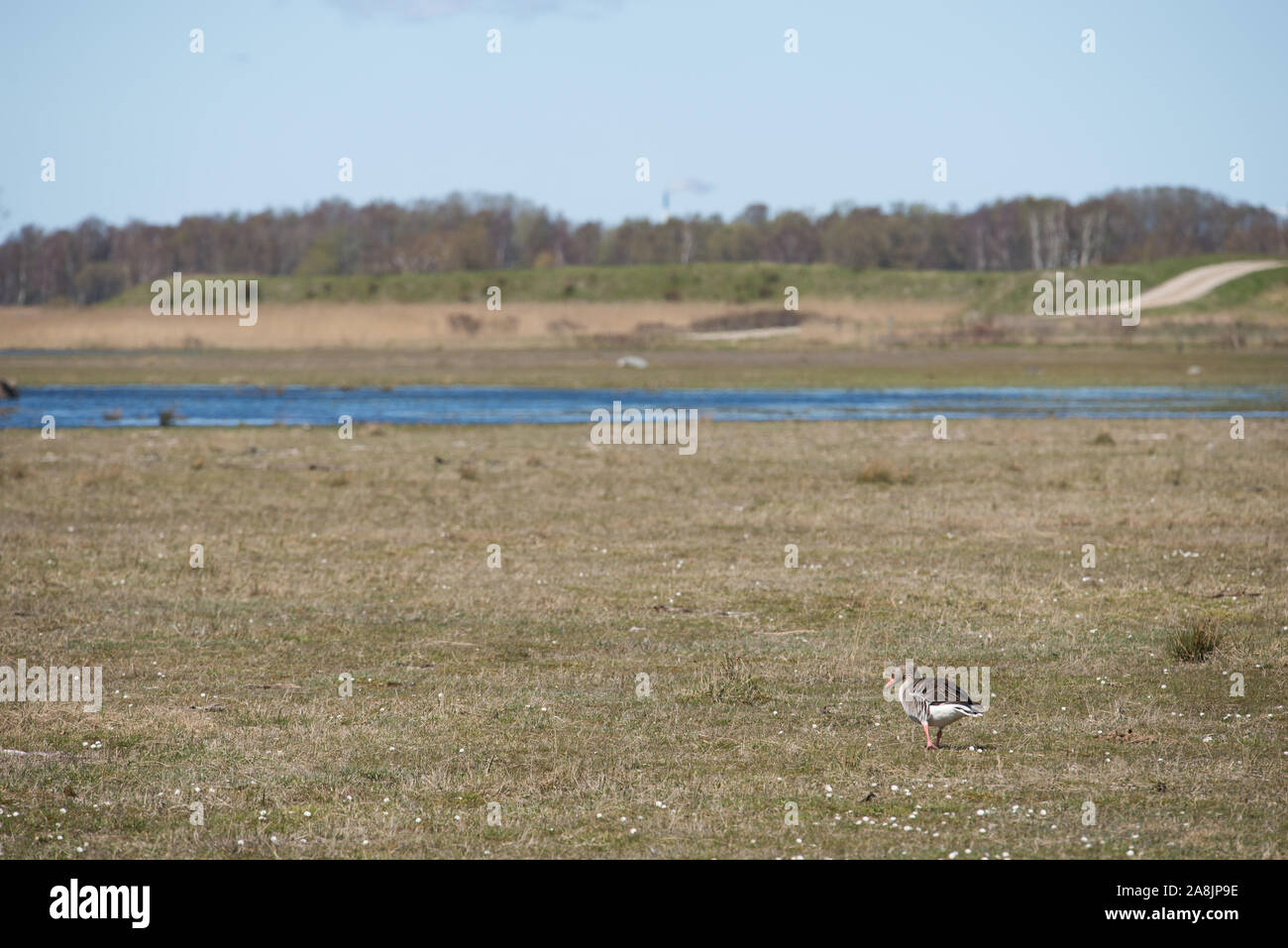 Greylag goose, Anser anser walking on a meadow towards a lake in Denmark Stock Photo