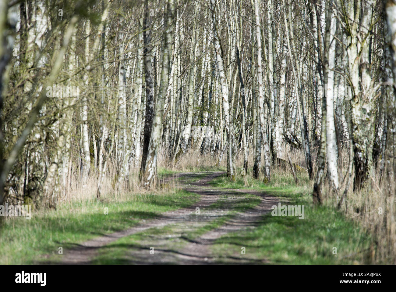 Northern europe birch not lake hi-res stock photography and images - Alamy