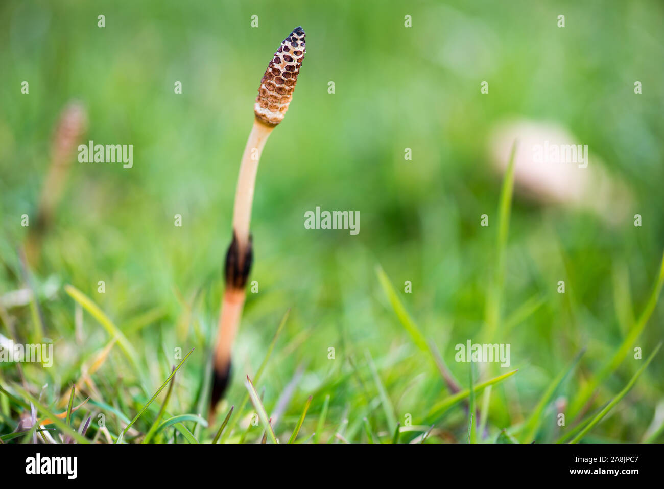 Equisetum arvense, the field horsetail or common horsetail with fertile shoots in spring Stock Photo