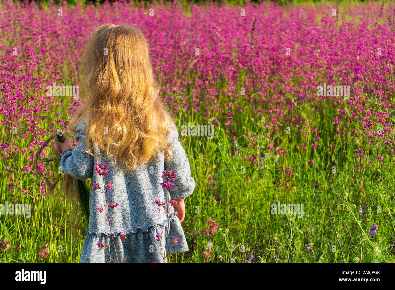 Little kid girl standing in the field of pink flowers Stock Photo