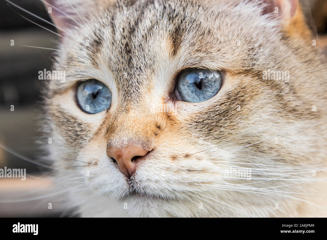 Selective blue color eyes domestic house cat. Wisdom in eyes concept. Stock Photo