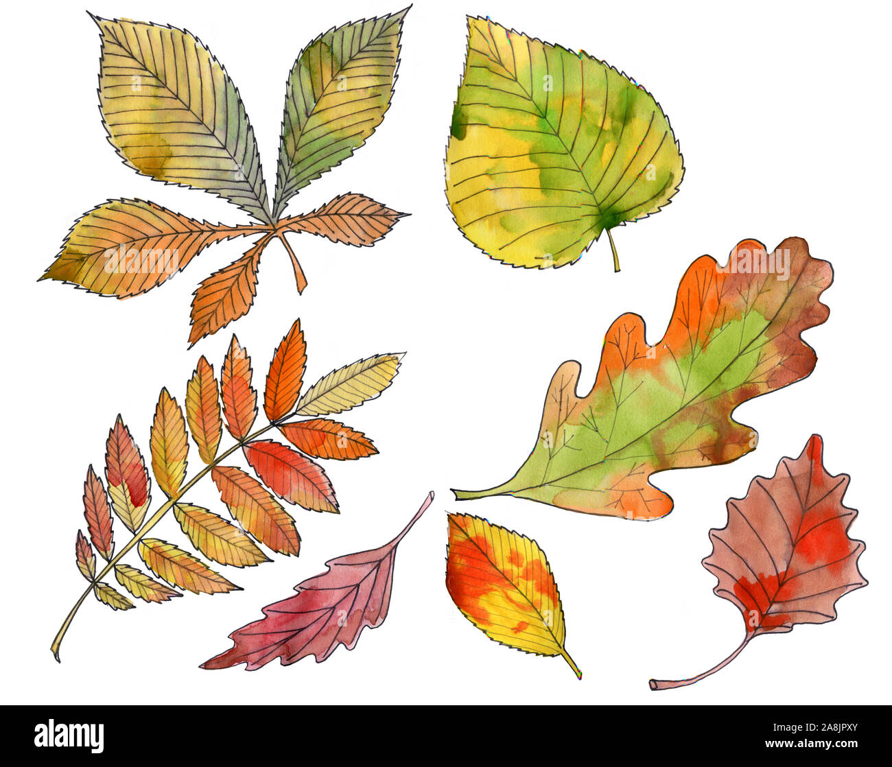 Hand Painted Oak Leaf High Resolution Stock Photography and Images - Alamy