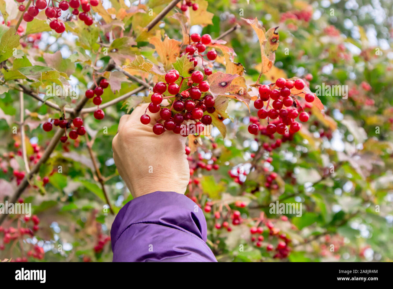 Woman picking guelder rose, Viburnum opulus berries in autumn. Fresh berries are poisonous but after heating of freezing turn edible. Picking to make Stock Photo