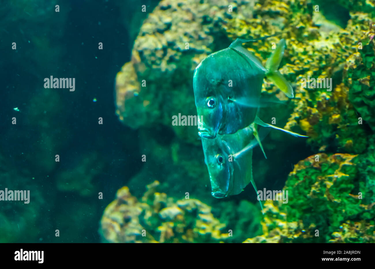 couple of lookdown fishes swimming together, funny silver flat fishes, tropical fish specie from the atlantic ocean Stock Photo