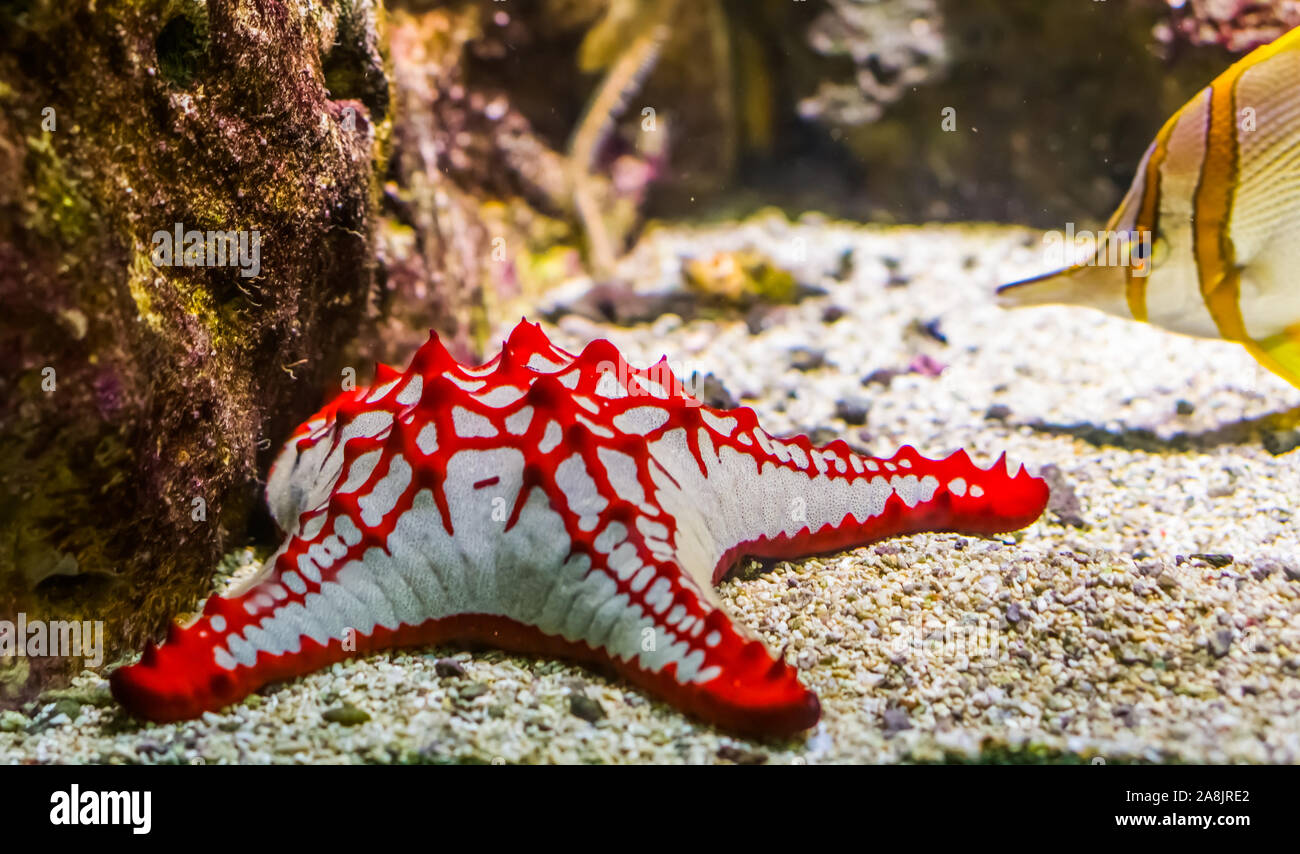 African red knob sea star in closeup, tropical ornamental aquarium pet, Starfish specie from the indo-pacific ocean Stock Photo