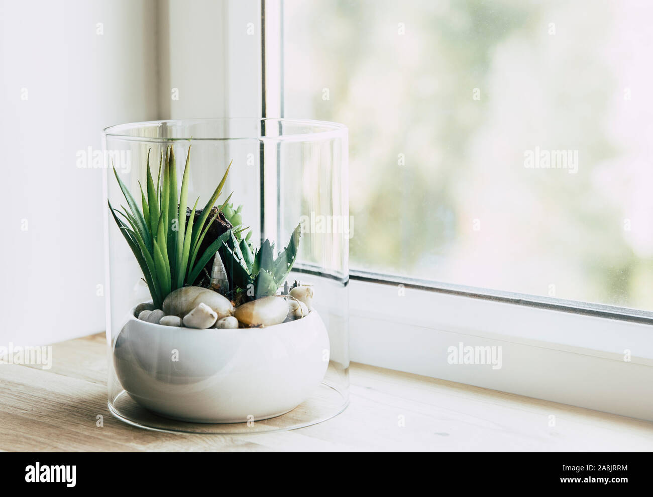 Small modern tabletop glass open terrarium for plants on window sill in natural light. Lot of copy space. Selective focus and blur bokeh background. Stock Photo