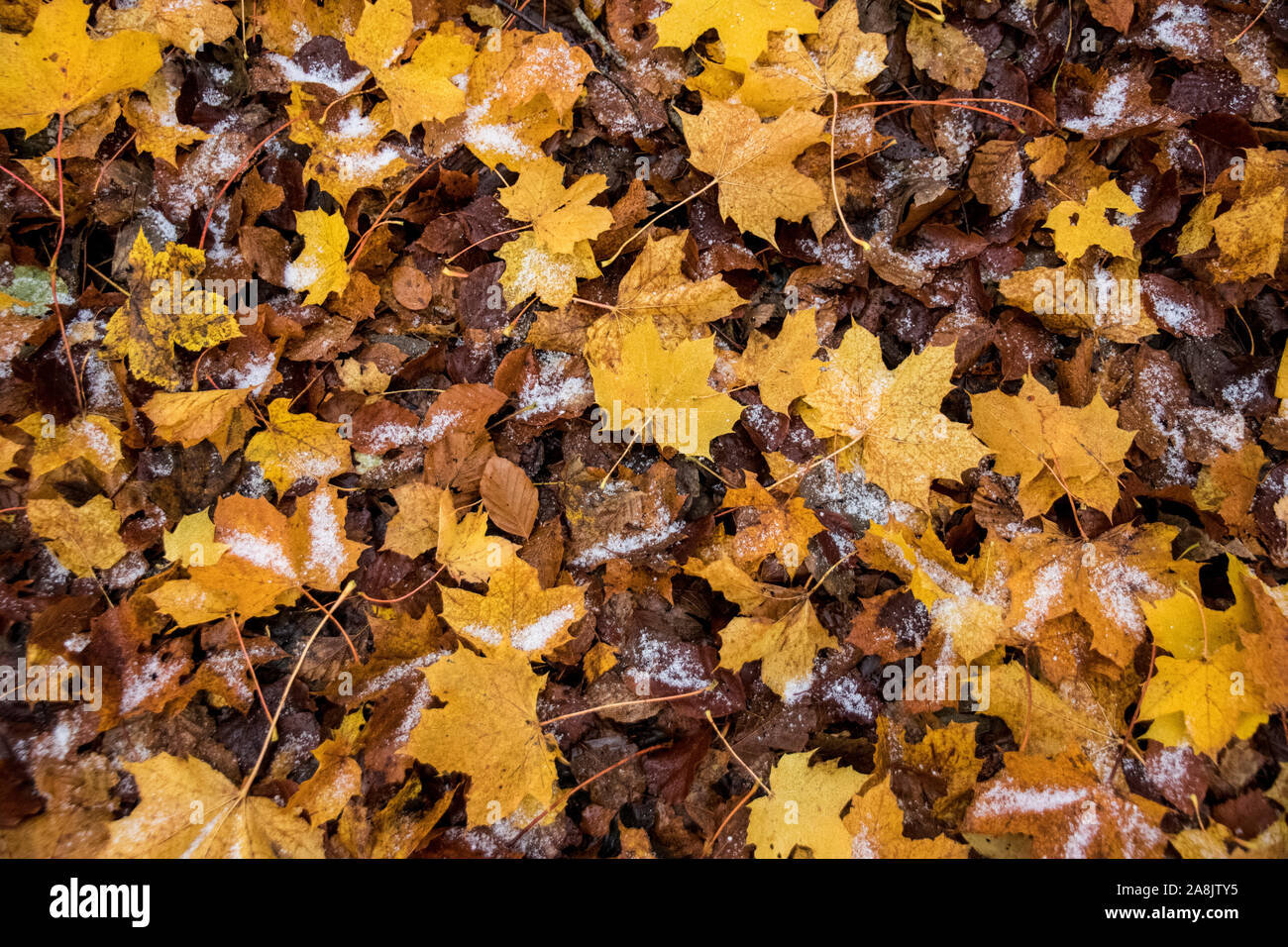 Scottish autumn, fall colours Stock Photo