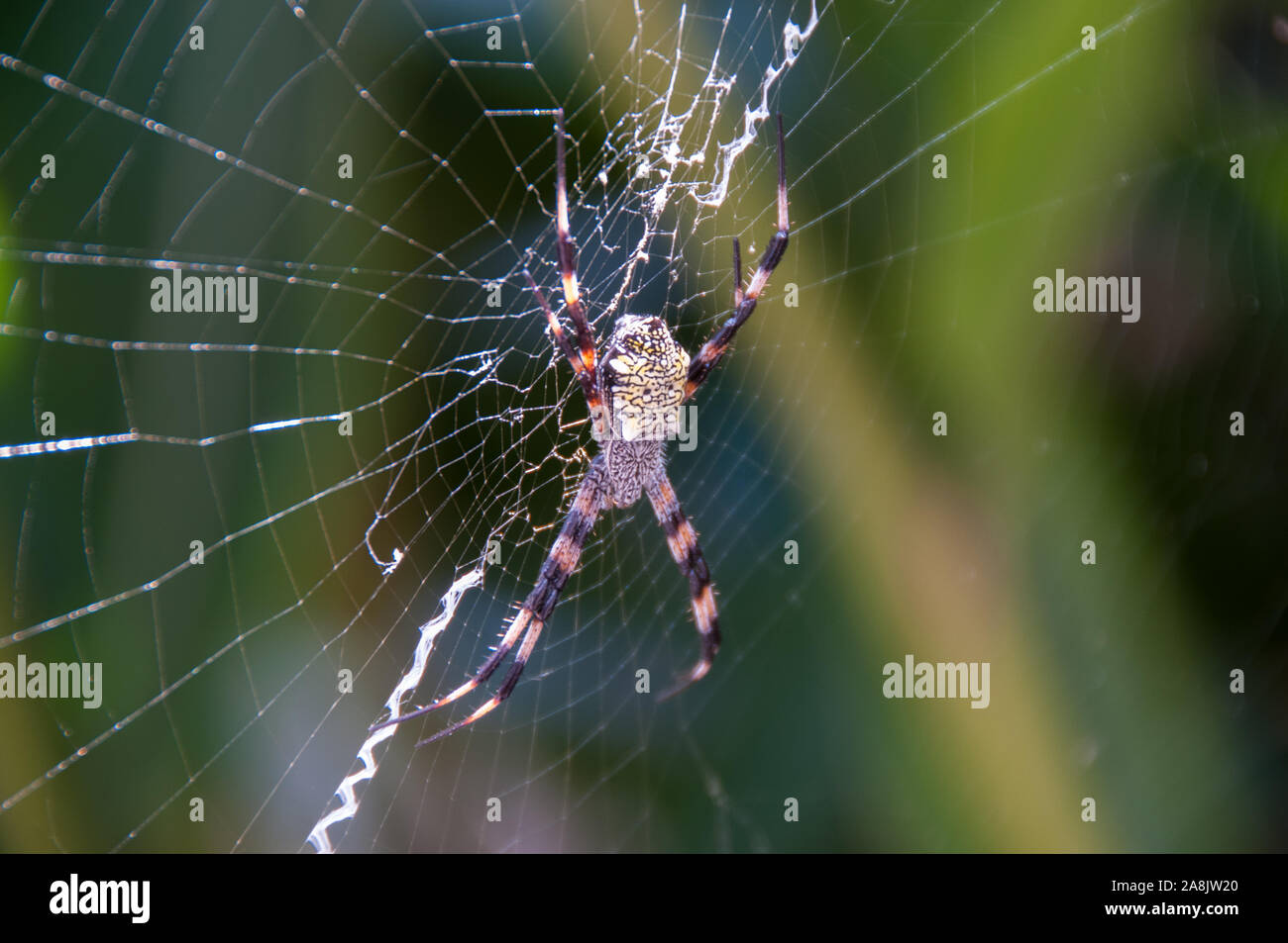 Hawaiian Garden Spider Argiope Appensa Stock Photo 332329032 Alamy