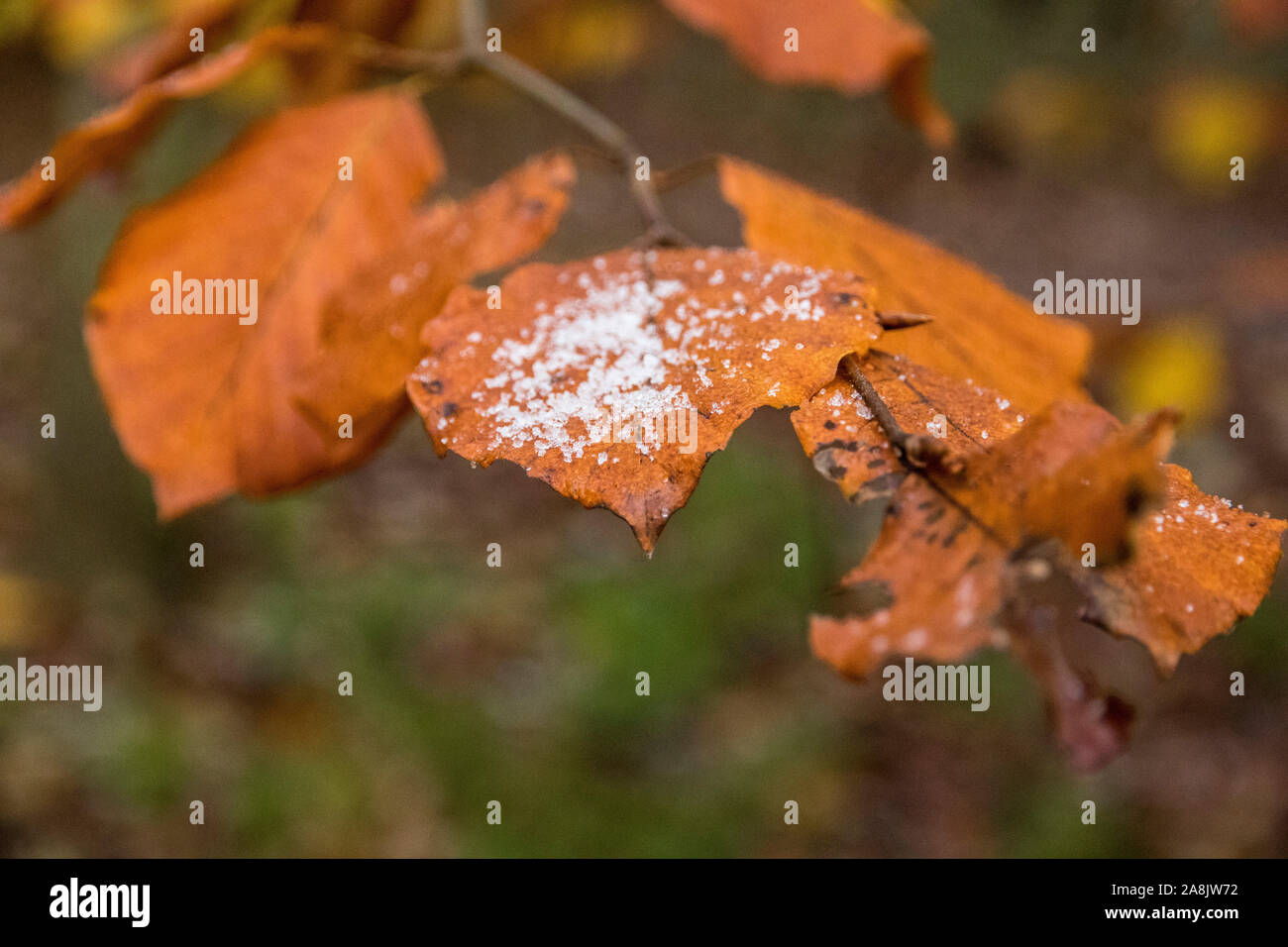 The Fall of the Scottish Cartel and the New Rules of European Policing