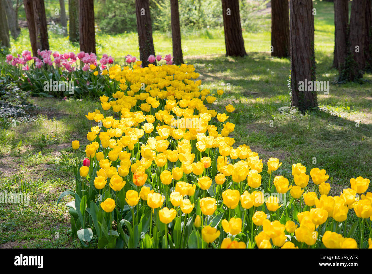 Colorful tulips in park in spring. Beautiful garden of colorful flowers ...
