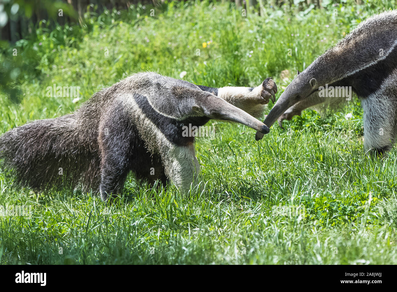 Giant Anteater, animals fighting Stock Photo