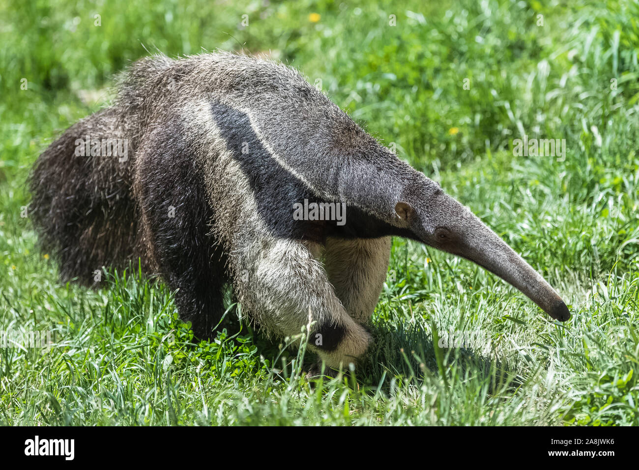 Giant Anteater, animal, portrait Stock Photo