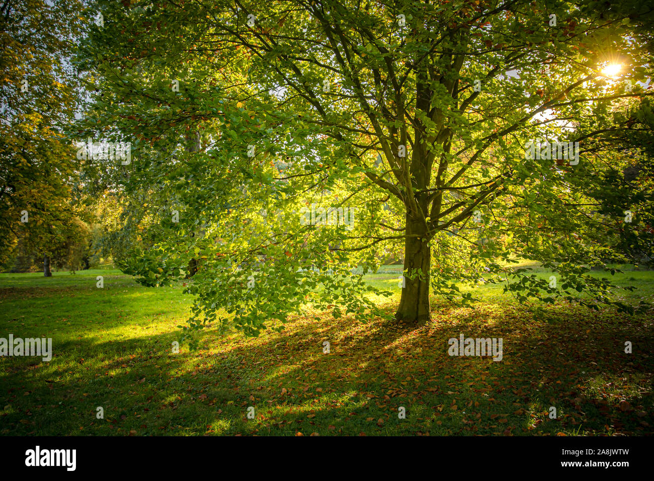 Fall in the park, yellow leaves falling off the tree Stock Photo - Alamy