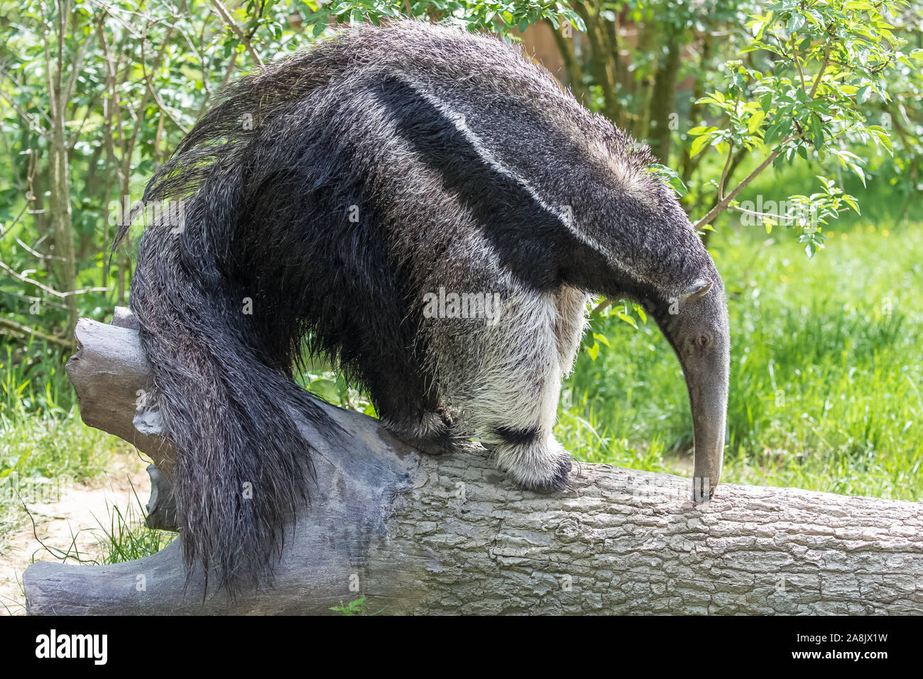 Giant Anteater, animal eating ants in a tree trunk Stock Photo