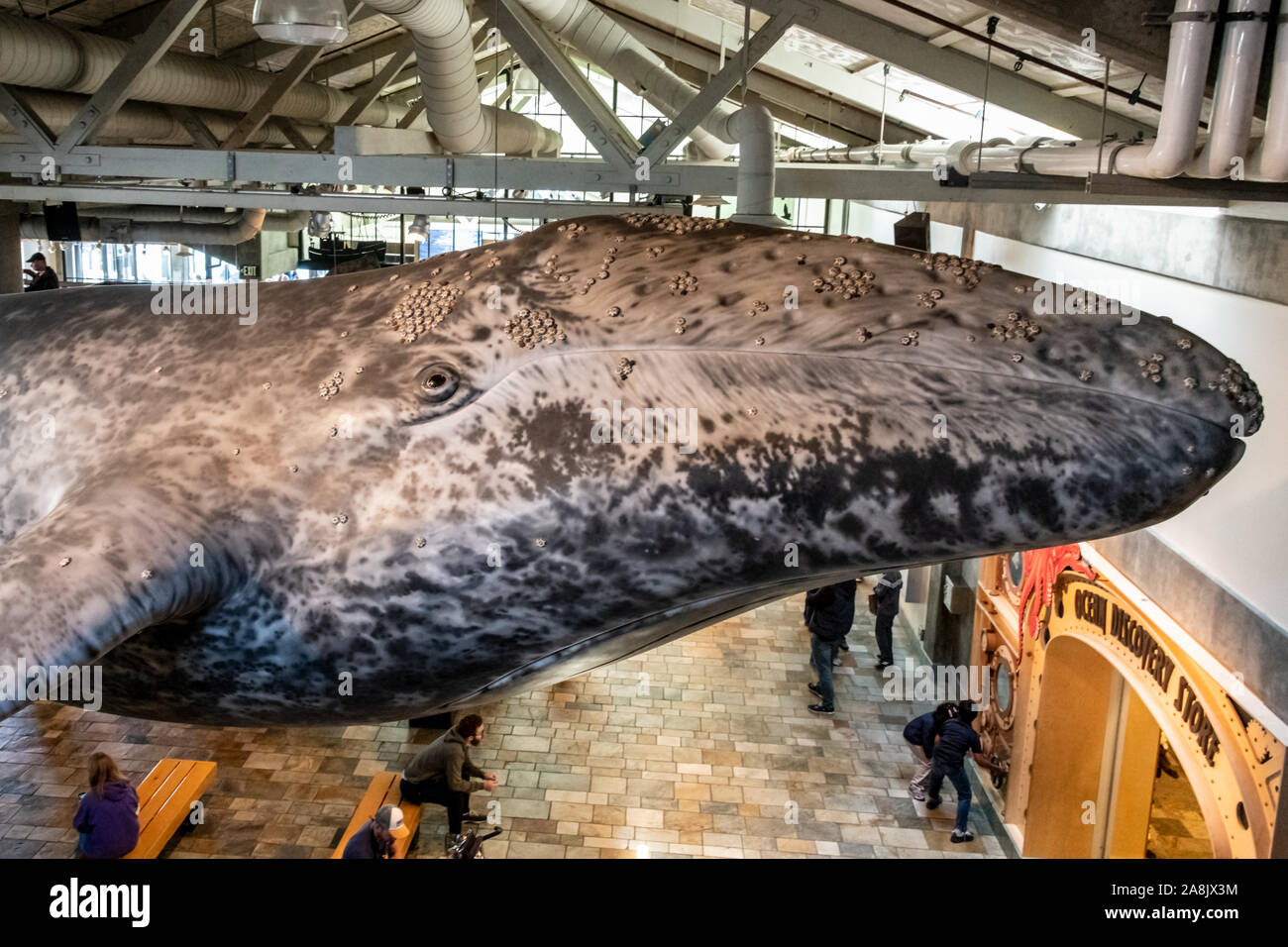 Monterey Bay Aquarium, California, Gray Whale Replica Stock Photo
