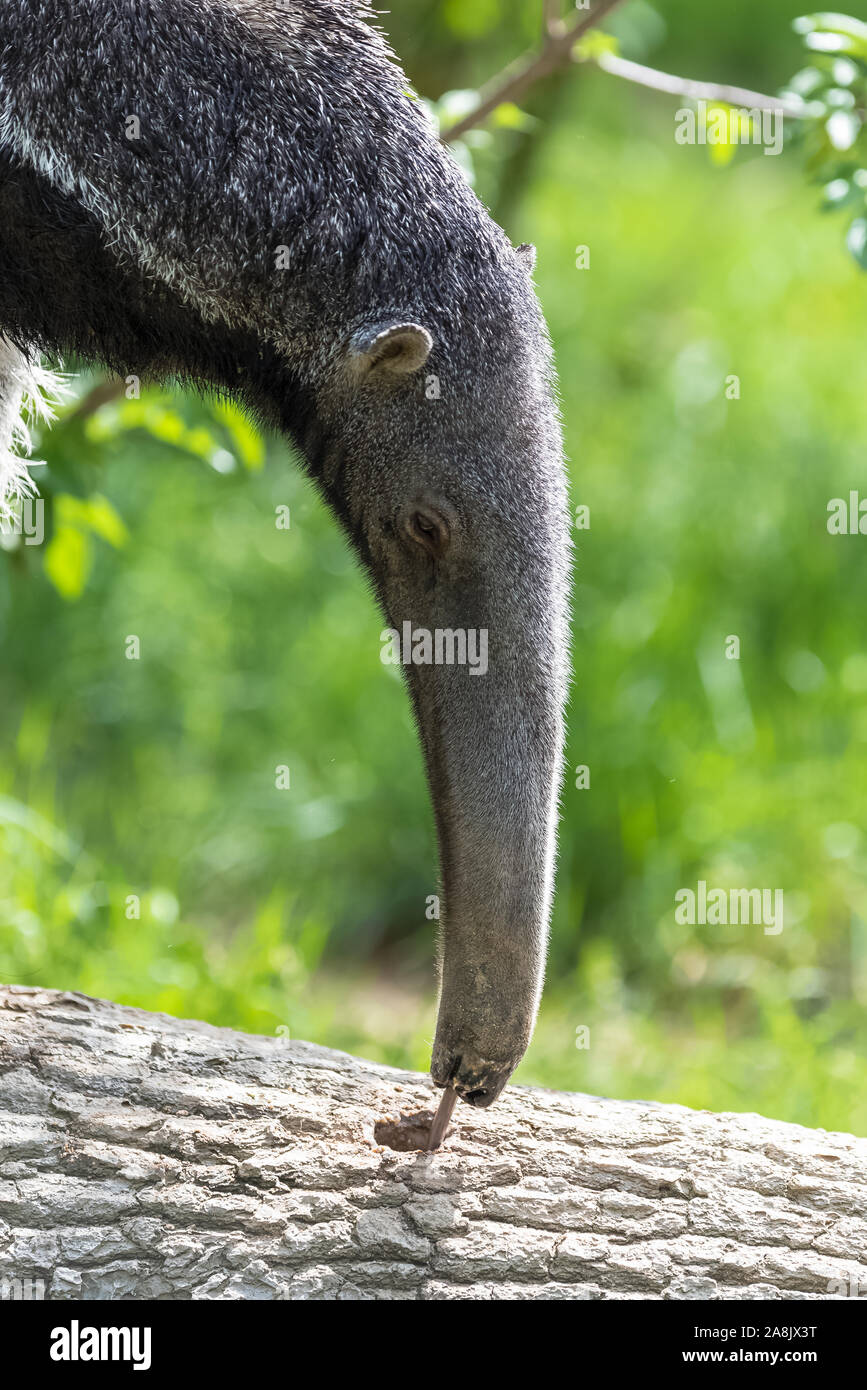 Giant Anteater, animal eating ants in a tree trunk Stock Photo Alamy
