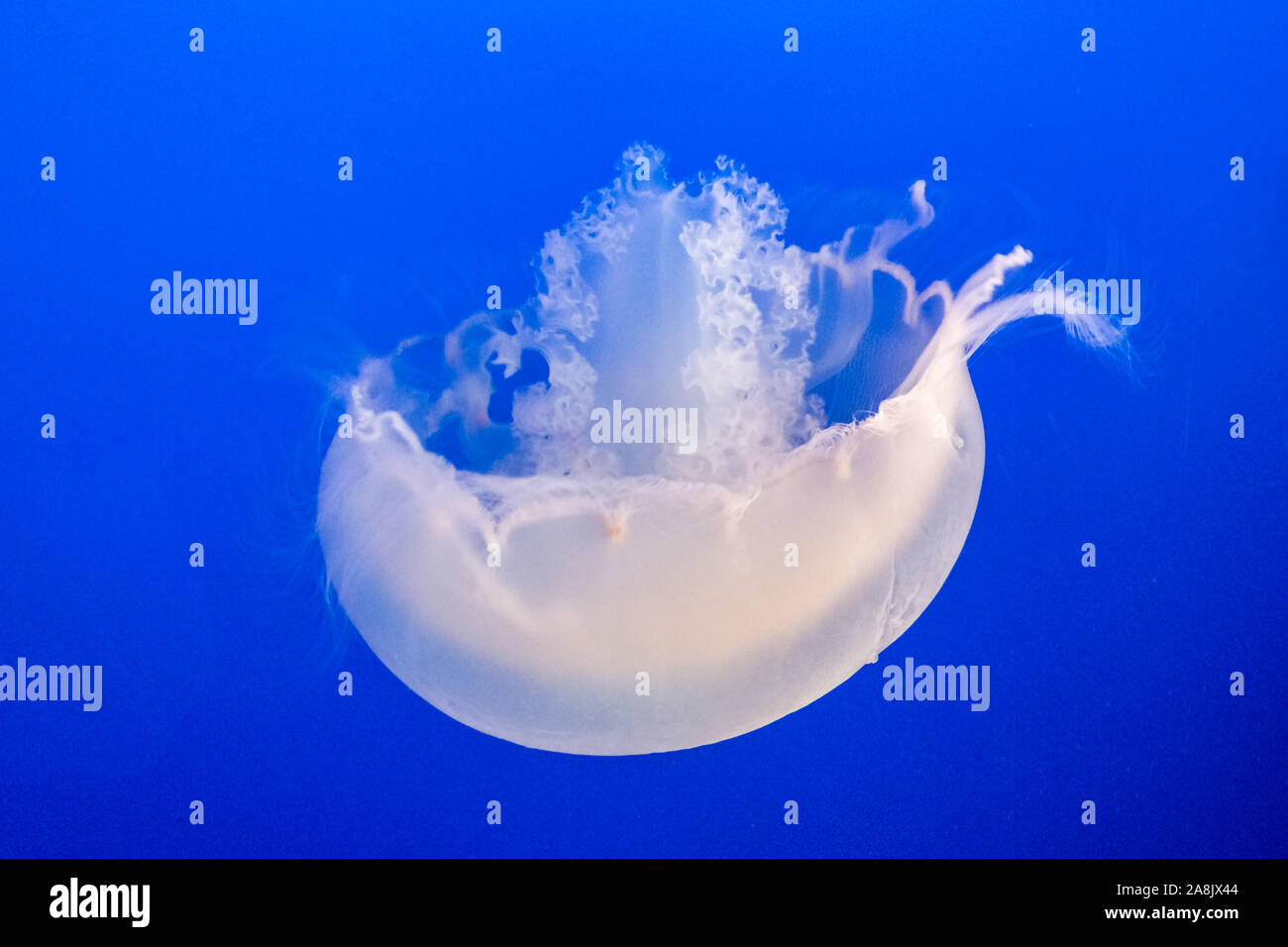 Monterey Bay Aquarium, California, Moon Jellyfish Stock Photo