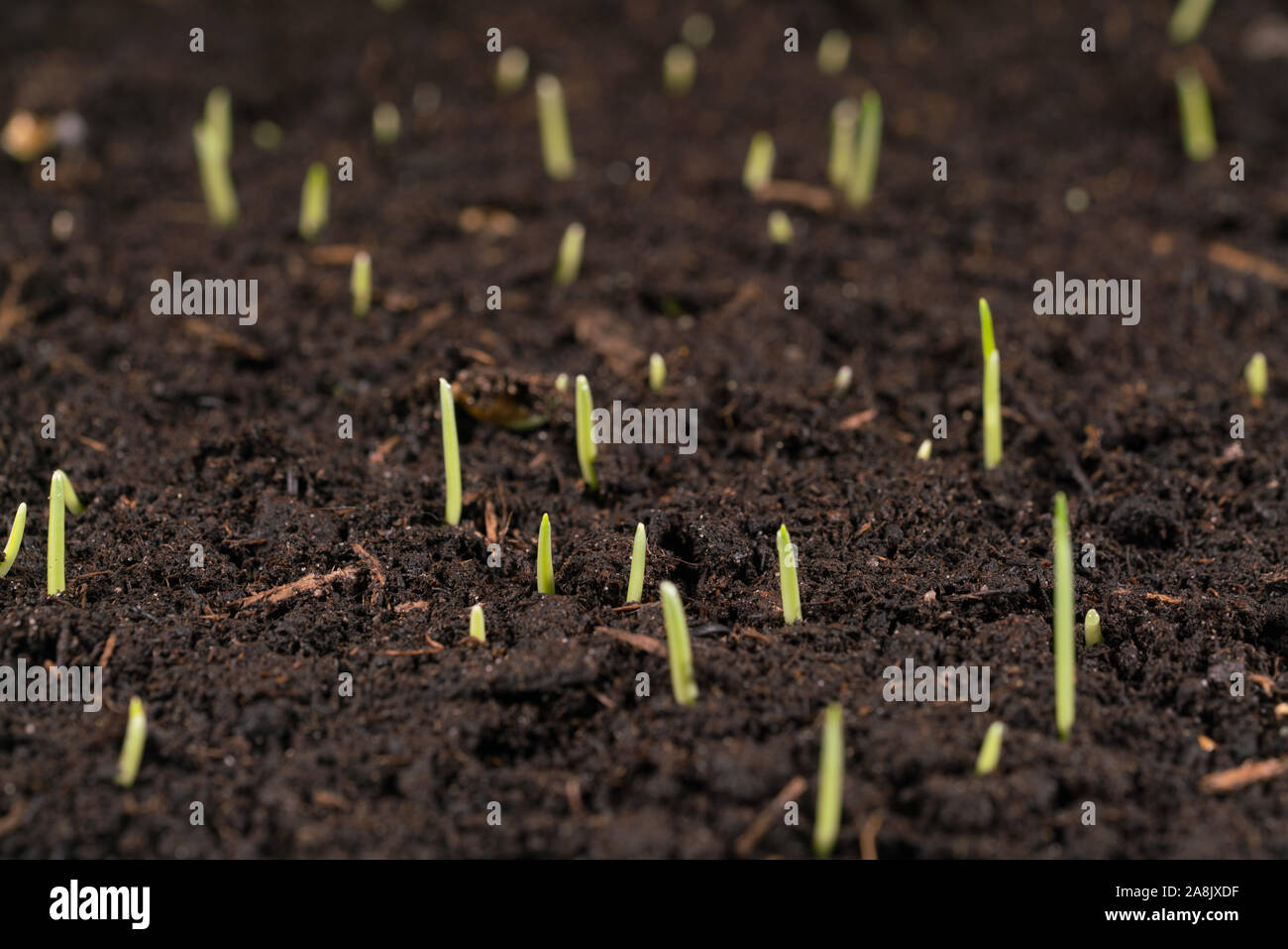 Wet soil hi-res stock photography and images - Alamy