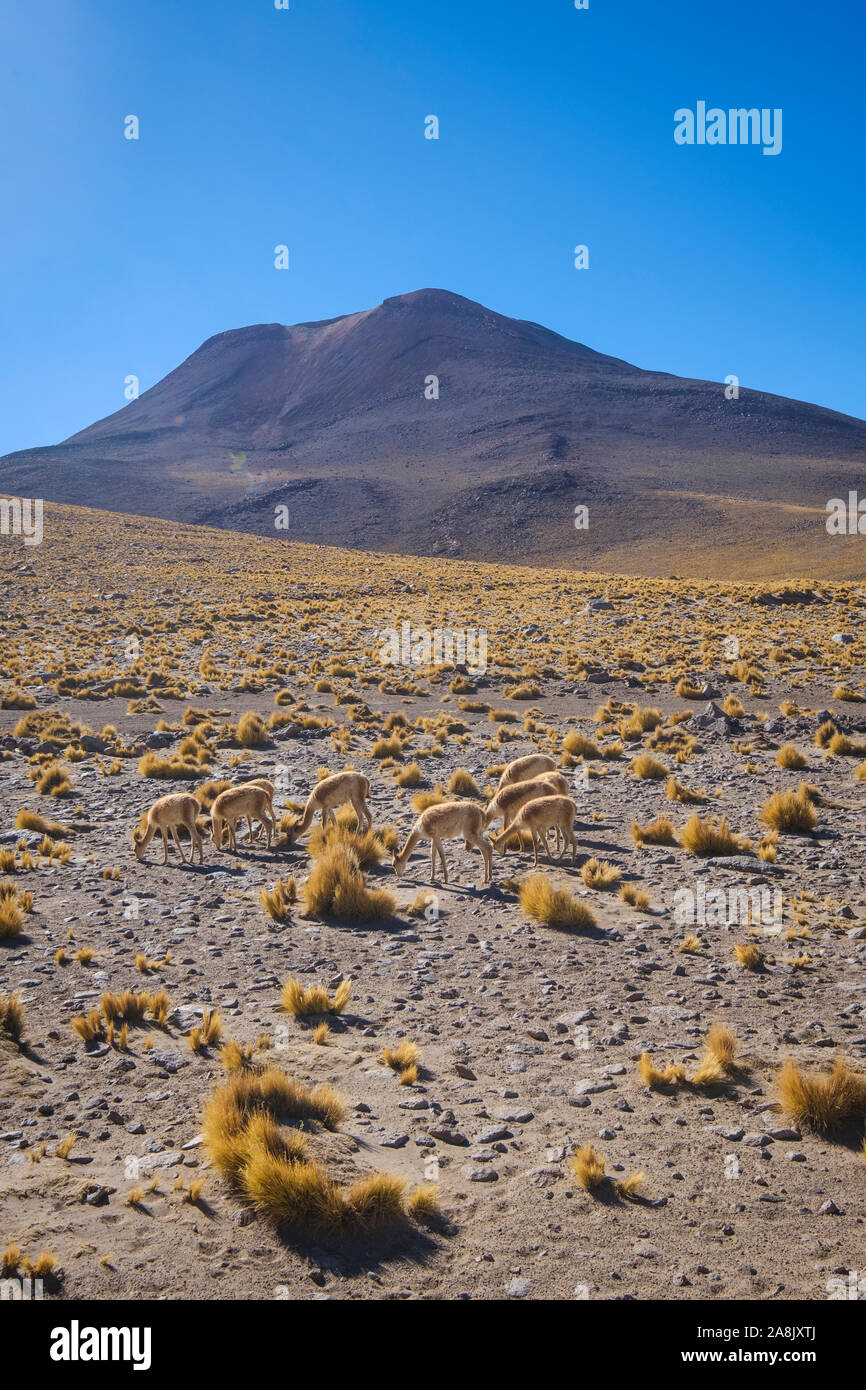 Andean landscape of the Chilean High Plains in Northern Chile Stock Photo