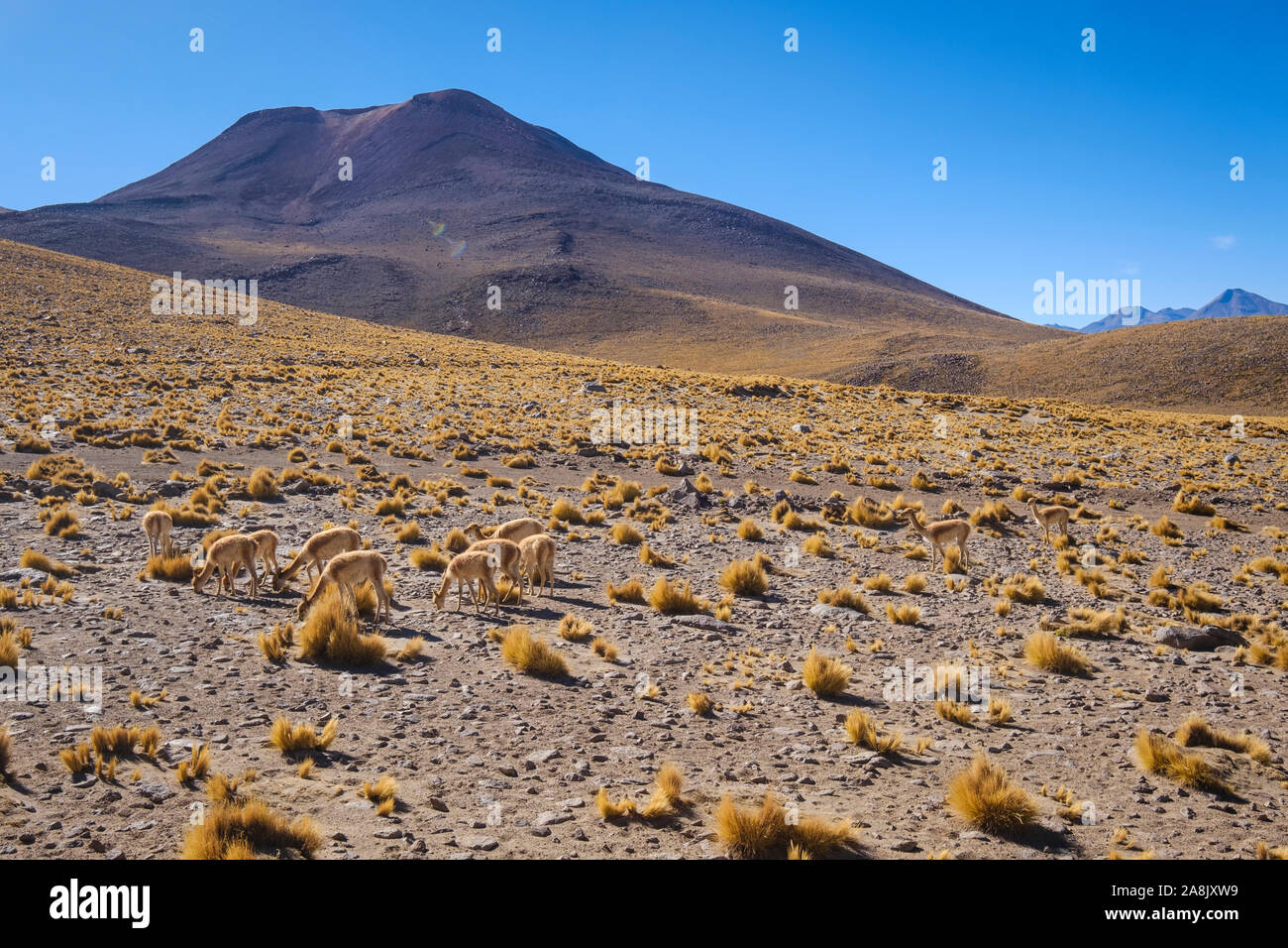 Andean landscape of the Chilean High Plains in Northern Chile Stock Photo