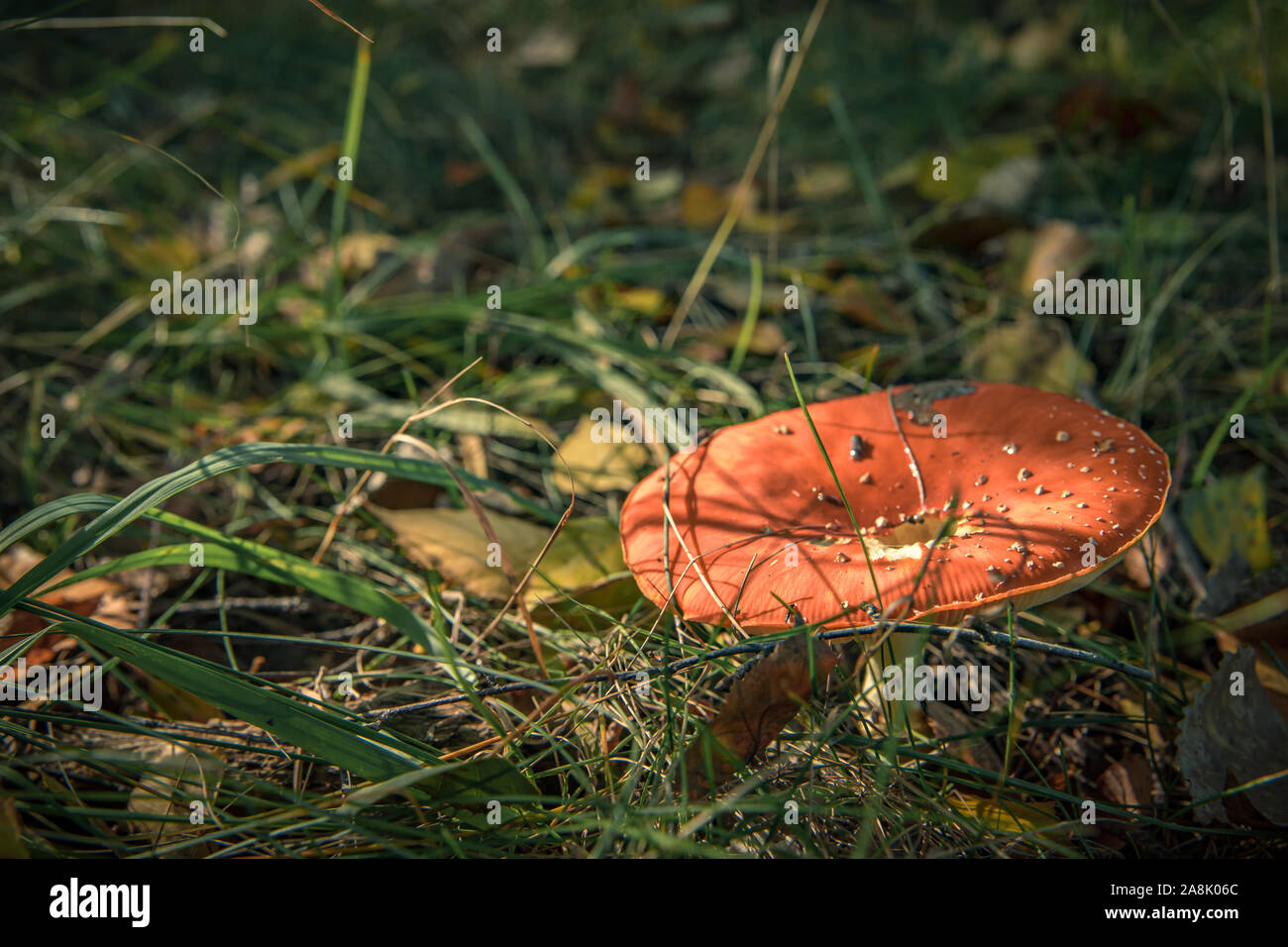 toadstools in forest under tree in grass Stock Photo