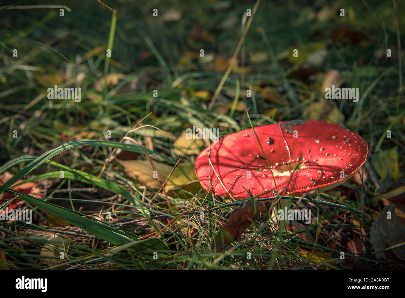 toadstools in forest under tree in grass Stock Photo