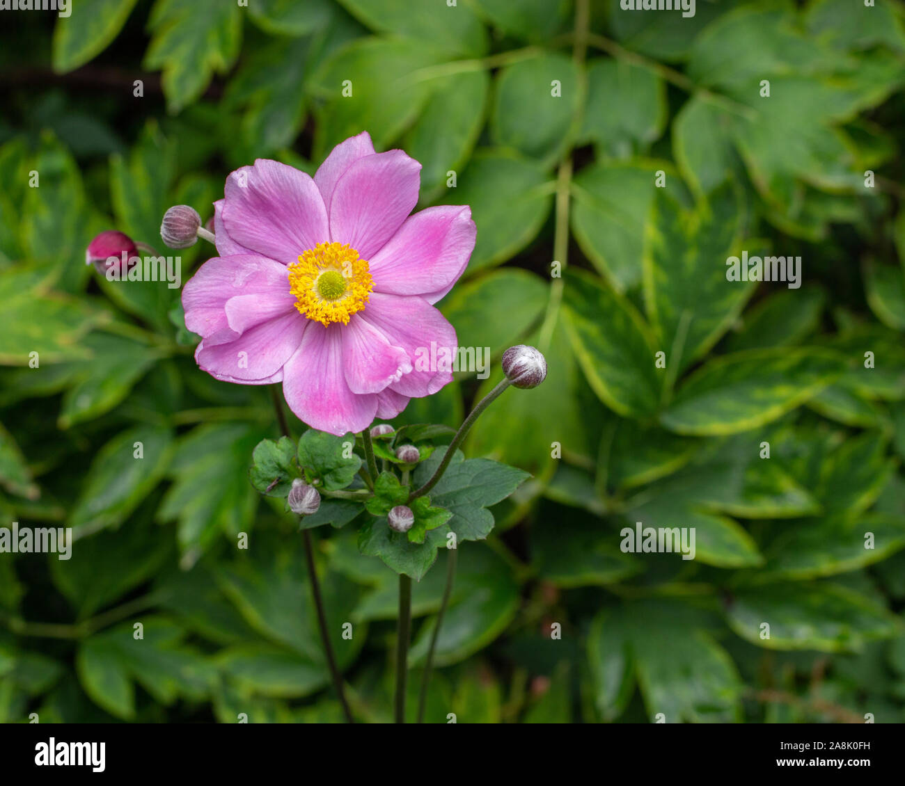 Anemone hupehensis blossom pink lilac flower on a background of green foliage. Perennial flowering plant of the genus Ranunculaceae from China Stock Photo