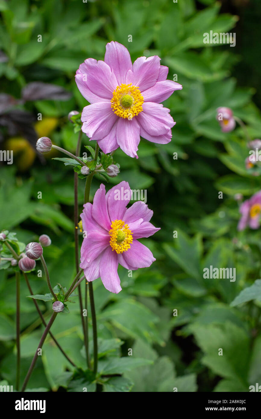 Two large flowers of Anemone hupehensis blossom pink on a background of green foliage, vertical closeup. Anemone tomentosa Robustissima Oriental Garde Stock Photo