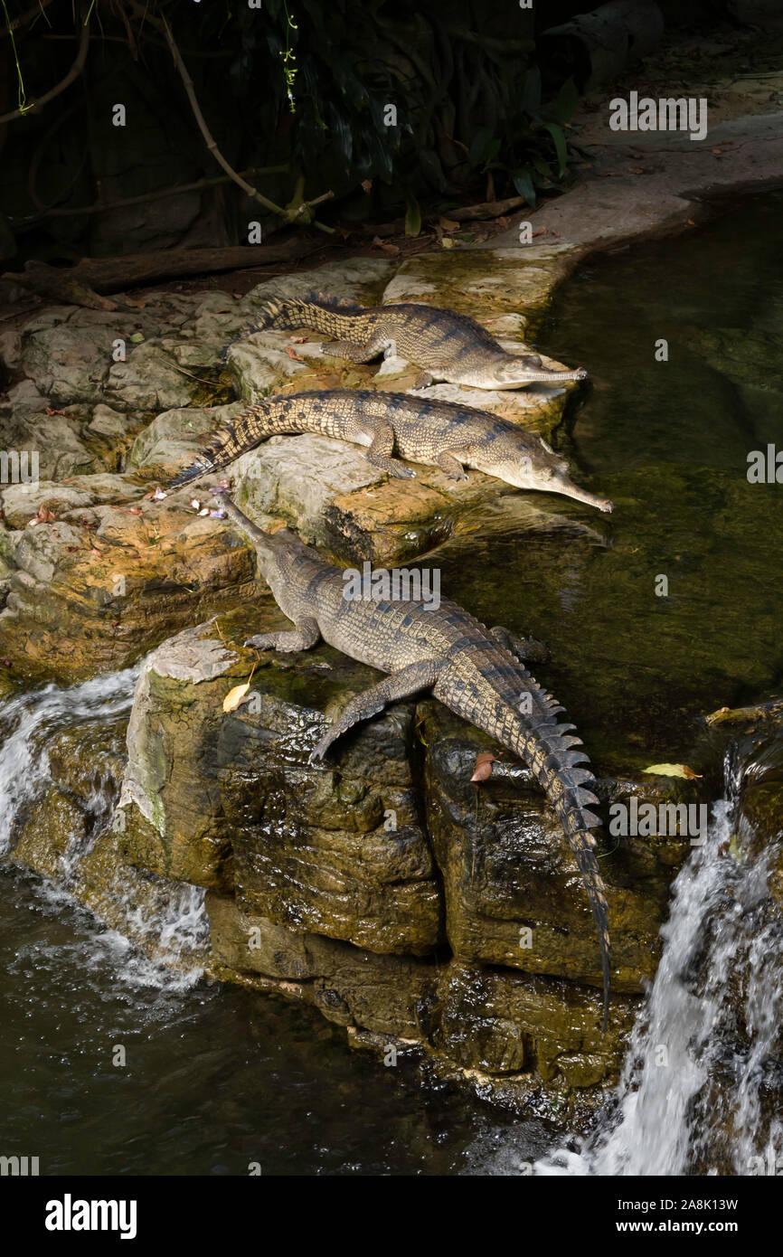 Crocodiles at the Bronx Zoo Jungle Exhibit, NYC, USA Stock Photo