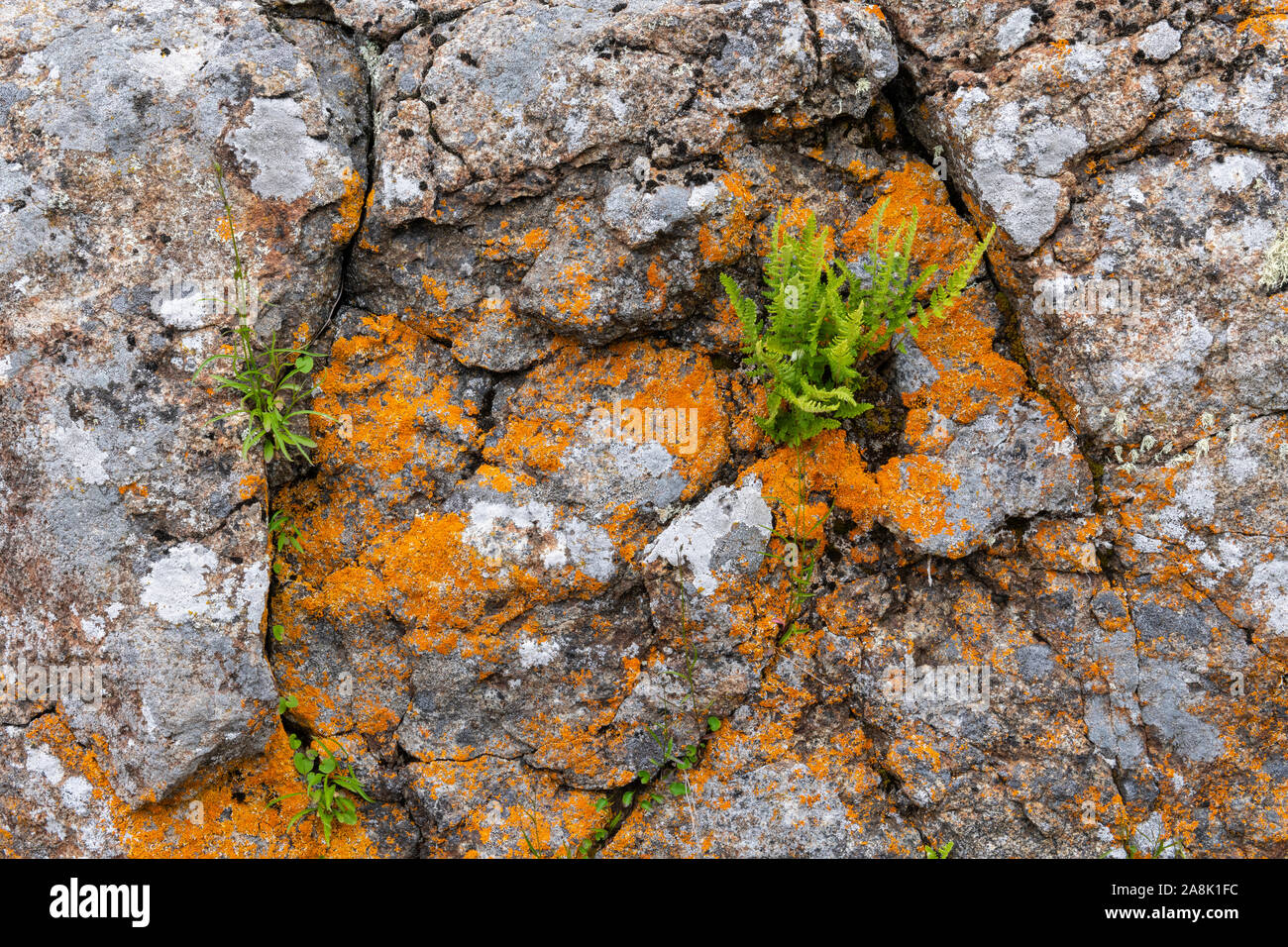 Alpine Woodsia Ferns and lichens, precambrian bedrock, Grand Portage, MN, USA, by Dominique Braud/Dembinsky Photo Assoc Stock Photo