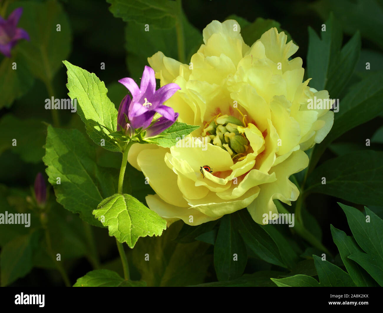 Paeonia Itoh Hybrid Group (Itoh hybrids) Canary Brilliants Roger F. Anderson. Yellow Intersectional Hybrids peony and bell. Stock Photo