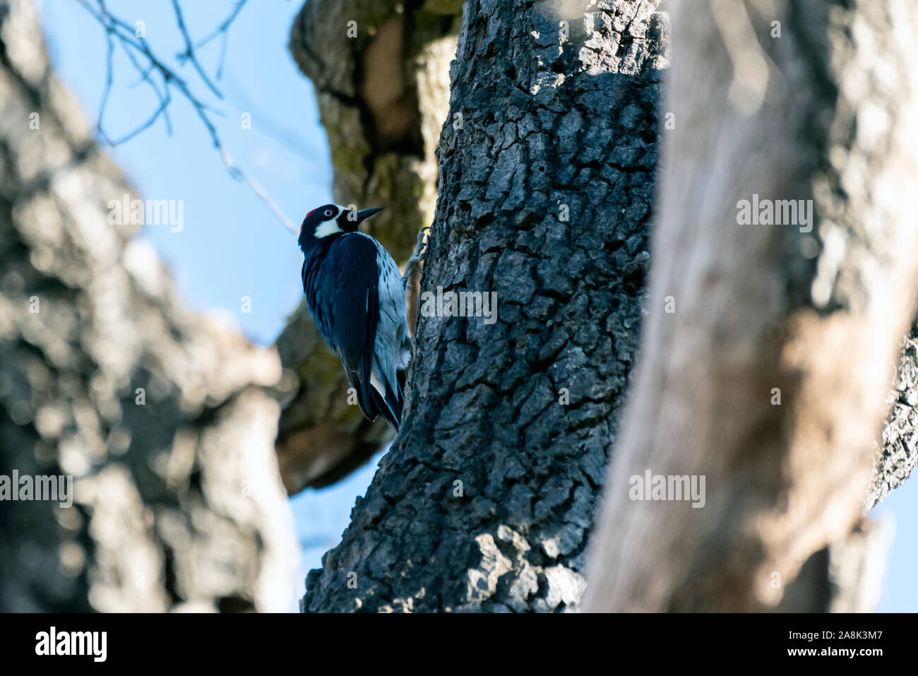 Female Acorn Woodpecker clings to Oak Tree bark while preparing to penetrate wood with beak. Stock Photo