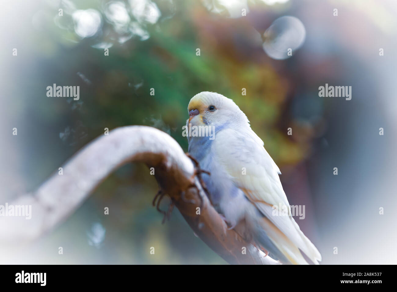 beautiful budgie parakeet bird sitting on tree branch image Stock Photo