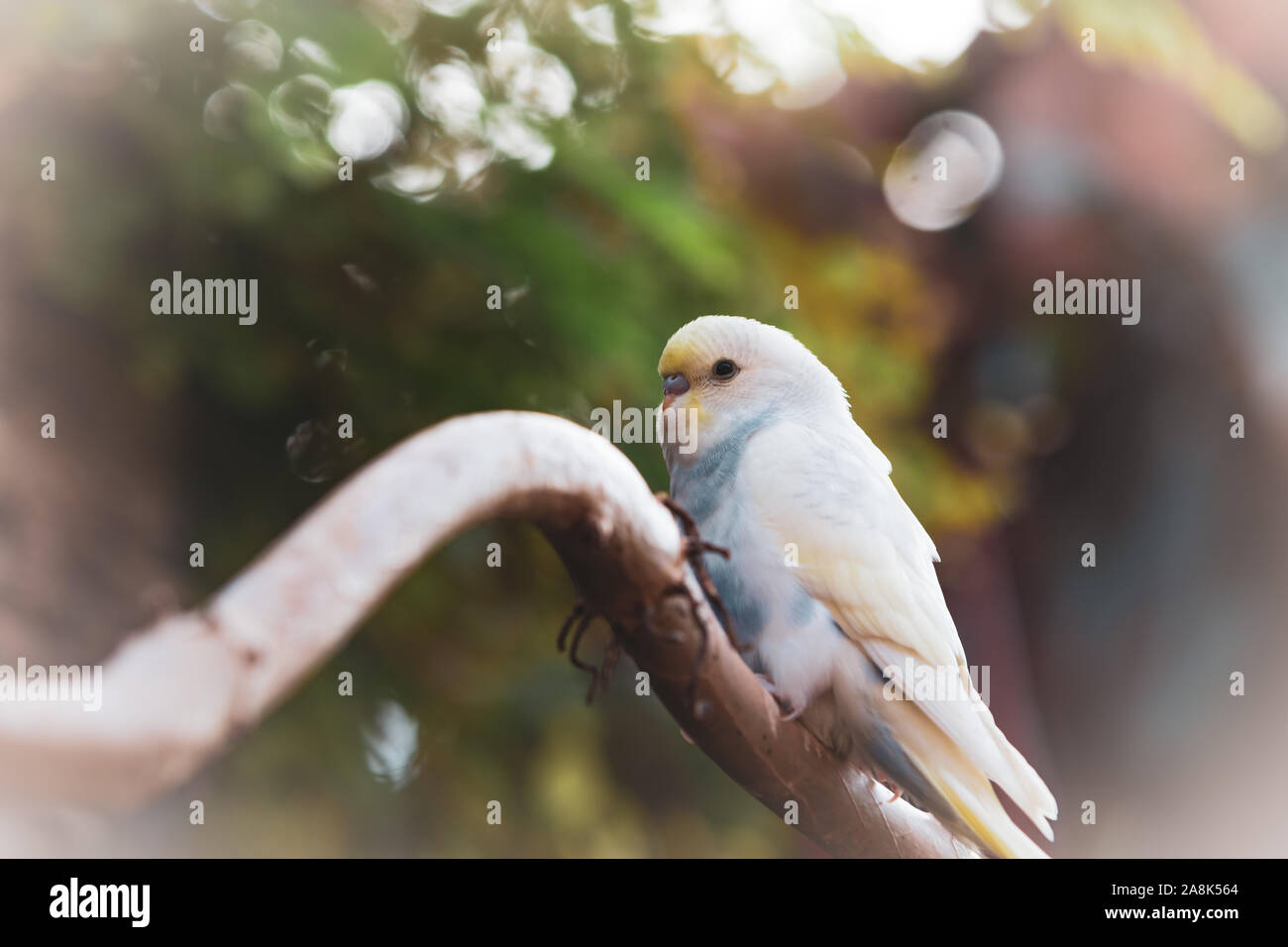 beautiful budgie parakeet bird sitting on tree branch image Stock Photo