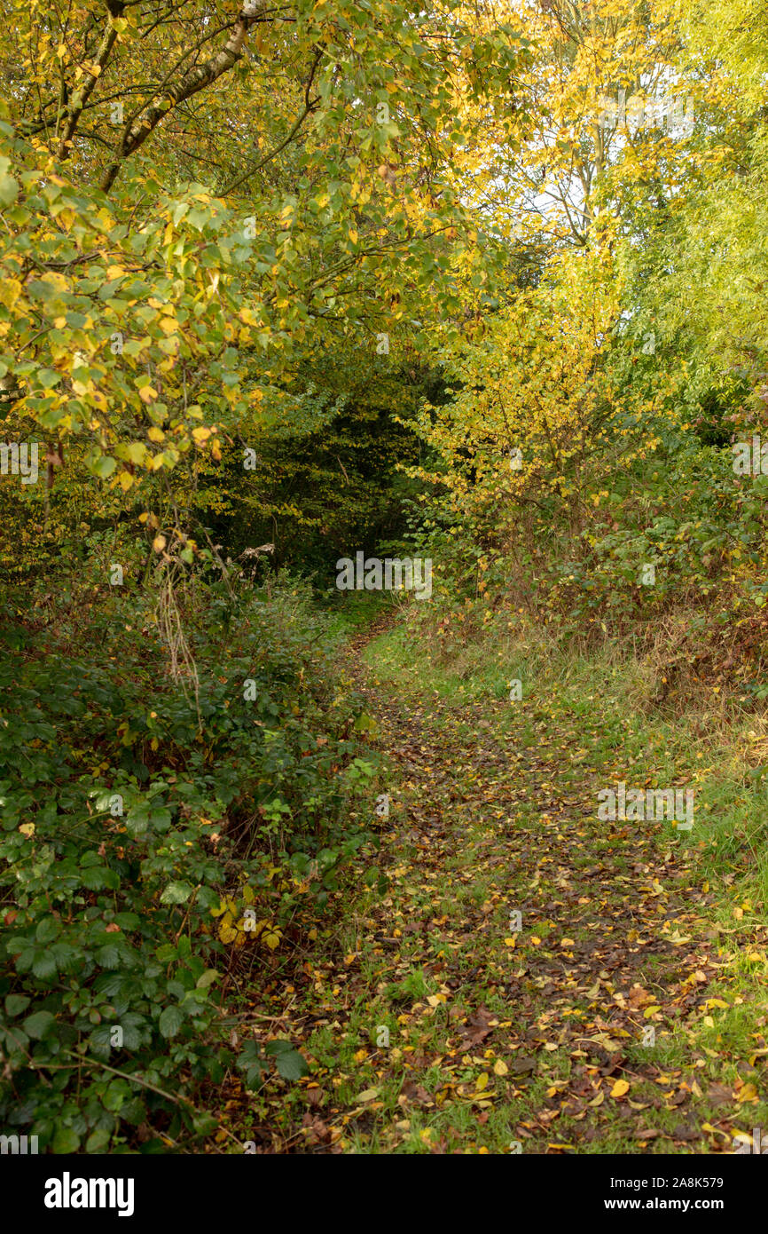 Woodland Foot Path High Resolution Stock Photography and Images - Alamy