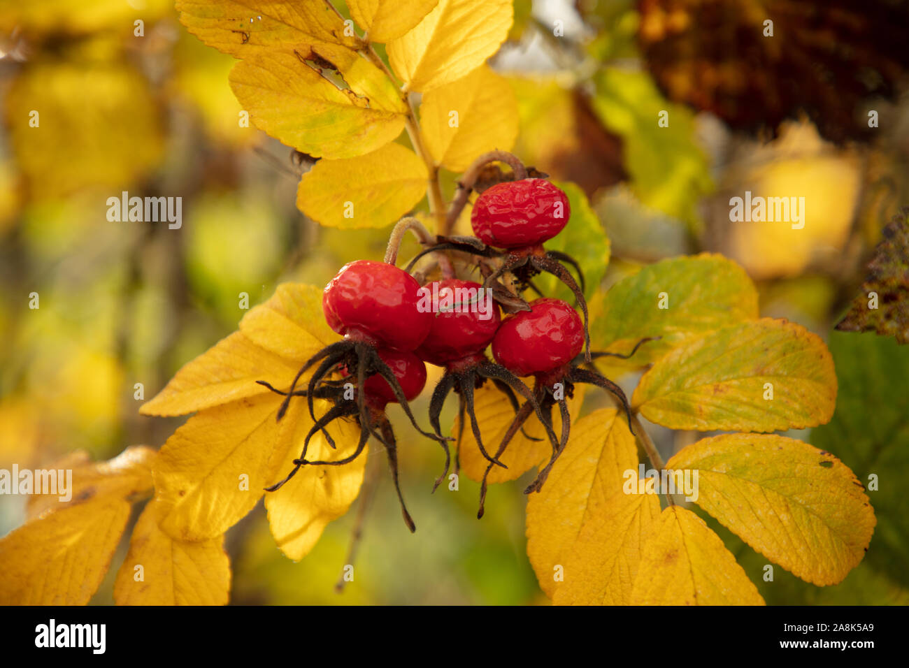 Red rose hips and yellow autumn leaves of Rosa rugosa or Japanese Rose seen in a hedge on a day in November. Stock Photo