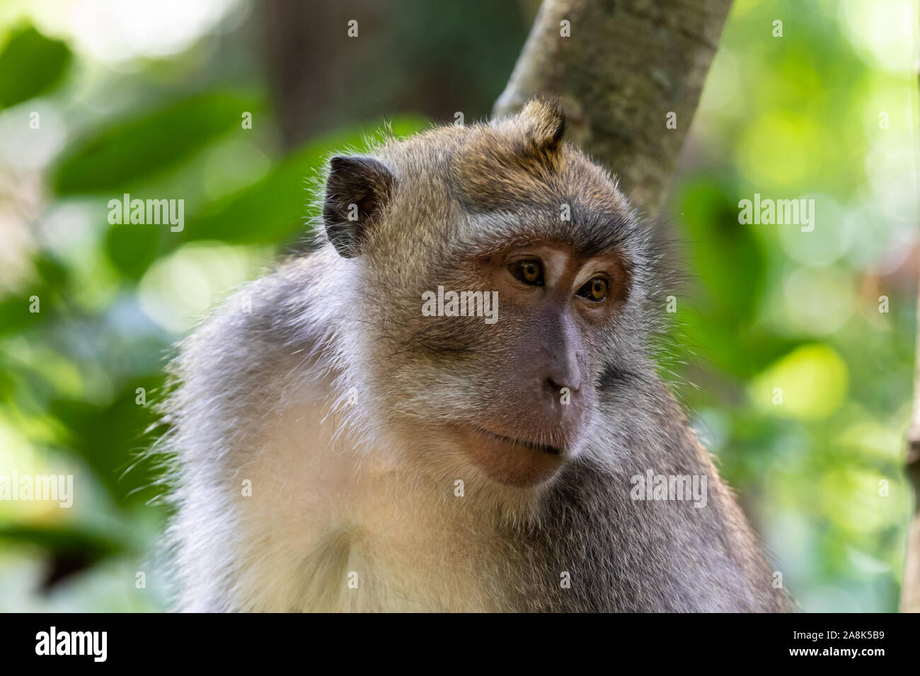 Closeup of Balinese Long Tailed Monkey (Macada fascicularis), looking slightly to the side. Gree forest in the backgound. In Ubud, Bali, Indonesia. Stock Photo