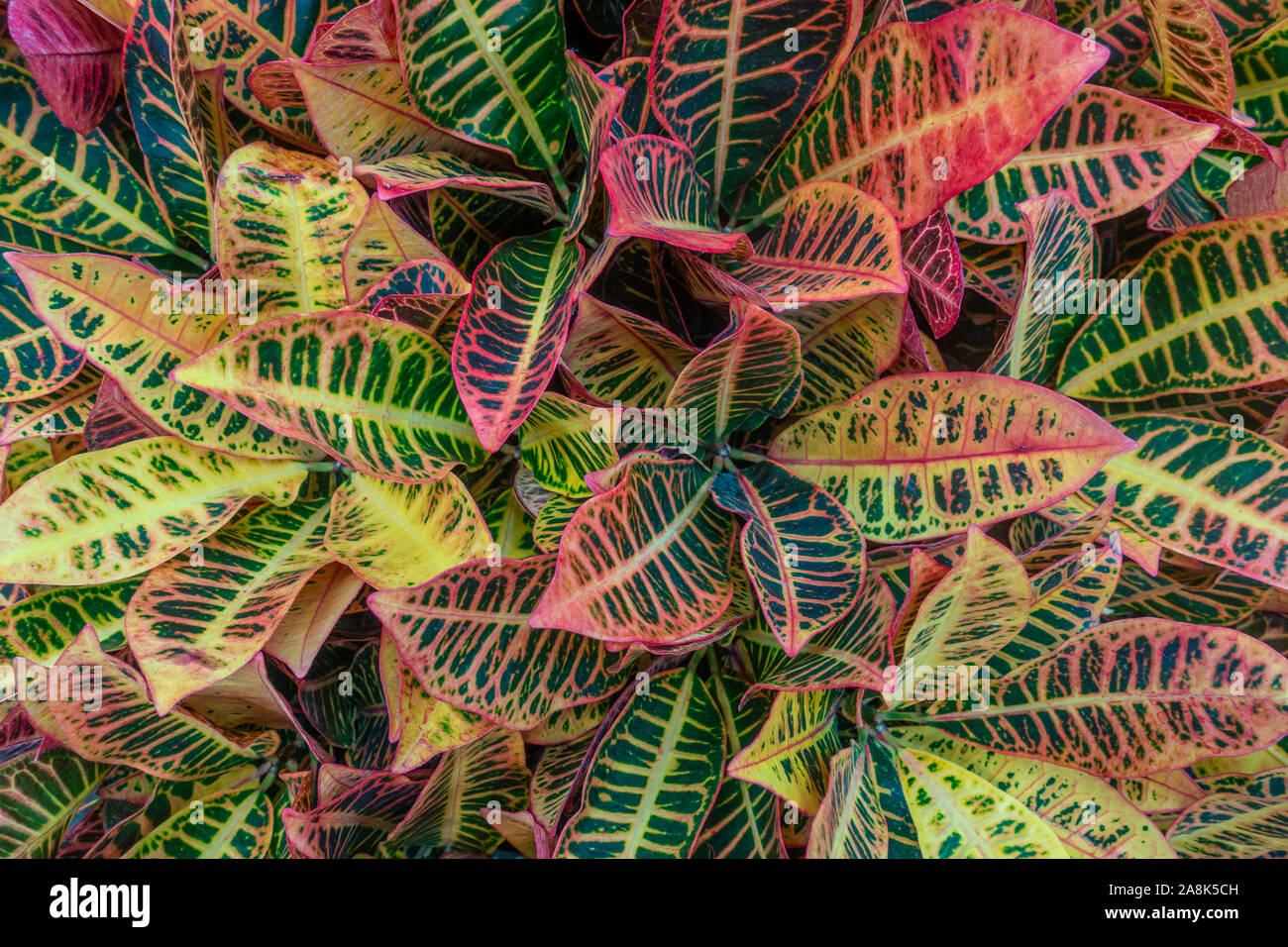 Codiaeum variegatum or Croton variegated leaves seen from above. Stock Photo