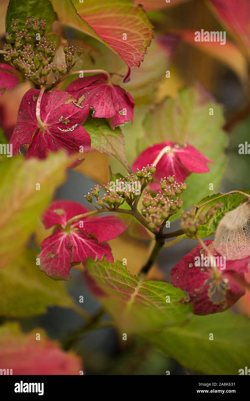 Hydrangea Lady Series 'Sita' showing autumn colour Stock Photo