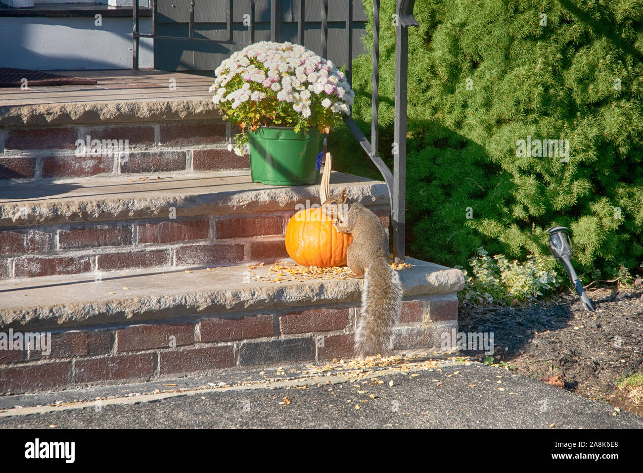Squirrel is hungry and enjoying a treat of pumpkin Stock Photo