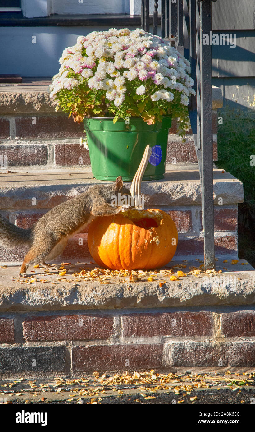 Squirrel is hungry and enjoying a treat of pumpkin Stock Photo