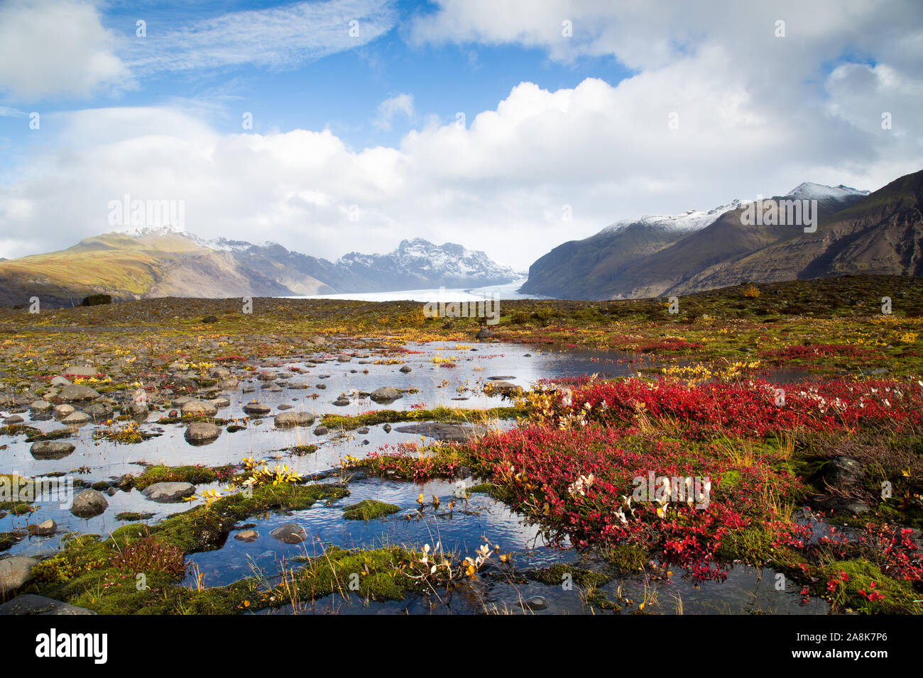 colorful autumn flowers in front of a glacier in Iceland Stock Photo