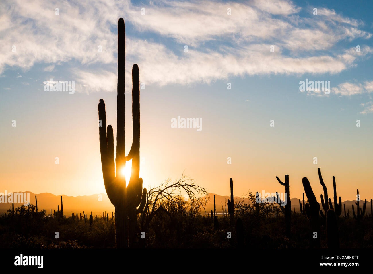 Landscape view during sunset in Saguaro National Park near Tucson ...
